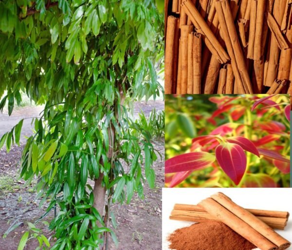 Dalchini/Karuvapattai/Taja Cinnamon Healthy Spice Plant