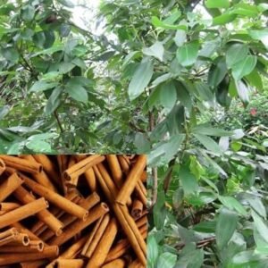 Dalchini/Karuvapattai/Taja Cinnamon Healthy Spice Plant