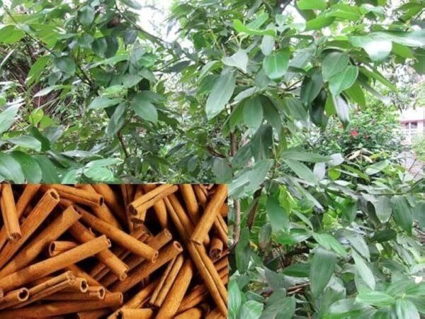 Dalchini/Karuvapattai/Taja Cinnamon Healthy Spice Plant
