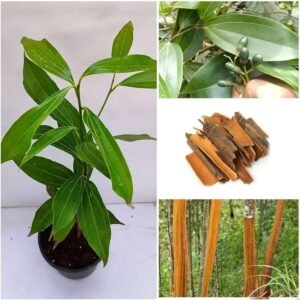 Dalchini/Karuvapattai/Taja Cinnamon Healthy Spice Plant - Image 2