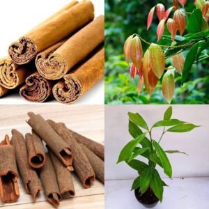 Dalchini/Karuvapattai/Taja Cinnamon Healthy Spice Plant - Image 4