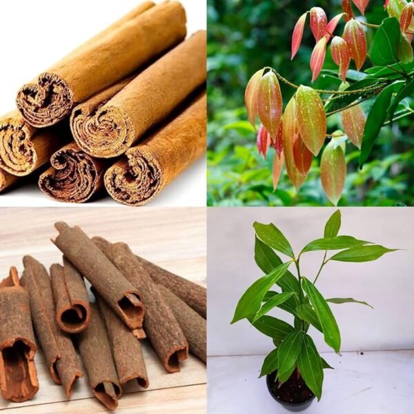 Dalchini/Karuvapattai/Taja Cinnamon Healthy Spice Plant