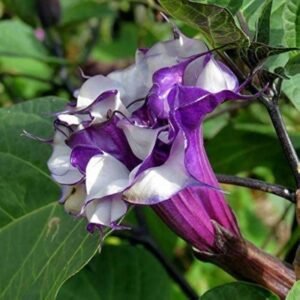 Black Dhatura/Thorn Apple Healthy Herbal Plant - Image 4