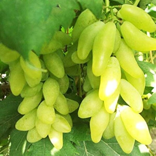 Hybrid Sweet Grapes Healthy Plant