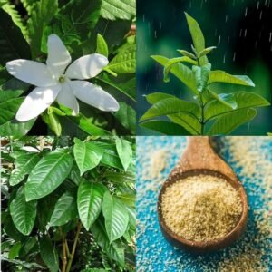 Hing/Inguva/Hingu(Ferula Asafoetida) Healthy Live Plant