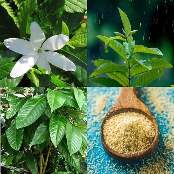 Hing/Inguva/Hingu(Ferula Asafoetida) Healthy Live Plant