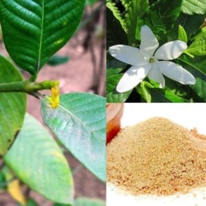 Hing/Inguva/Hingu(Ferula Asafoetida) Healthy Live Plant - Image 2