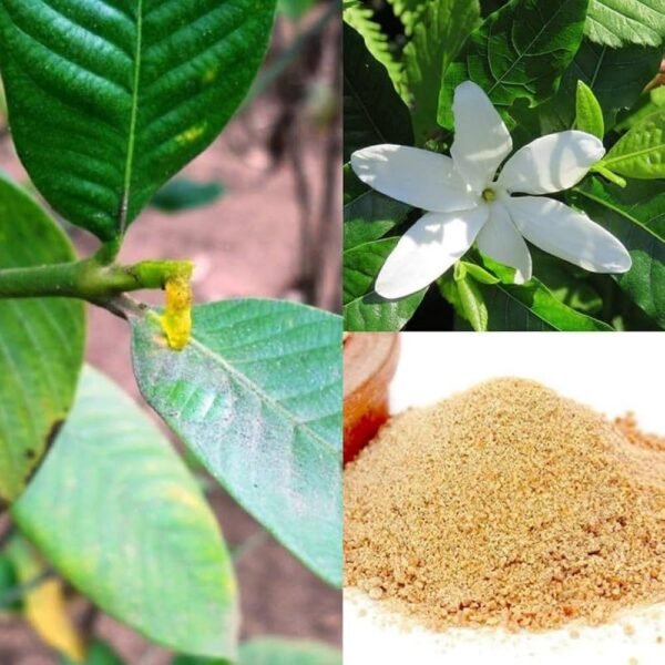 Hing/Inguva/Hingu(Ferula Asafoetida) Healthy Live Plant