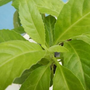 Spinach Longevity(Gynura Procumbens) Healthy Live Plant - Image 4