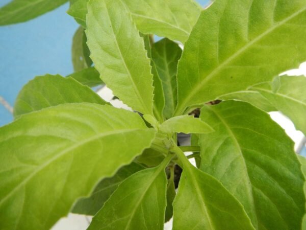 Spinach Longevity(Gynura Procumbens) Healthy Live Plant