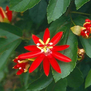 Passiflora Passion Flower/Rakhi Bel/Krishna Kamal Flower Live Plant - Image 3
