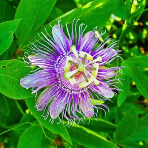Passiflora Passion Flower/Rakhi Bel/Krishna Kamal Flower Live Plant - Image 4