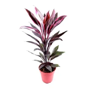 Dracaena Mahatma,Cordyline Terminalis Mahatma Indoor Live Plant