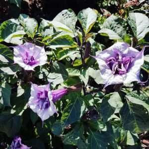 Black Dhatura/Thorn Apple Healthy Herbal Plant - Image 3