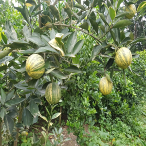 Thai Variegated Malta Fruit Grafted 1-2Foot Longer Healthy Plant - Image 2