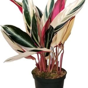 Stromanthe Sanguinea Triostar Indoor Live Plant - Image 2