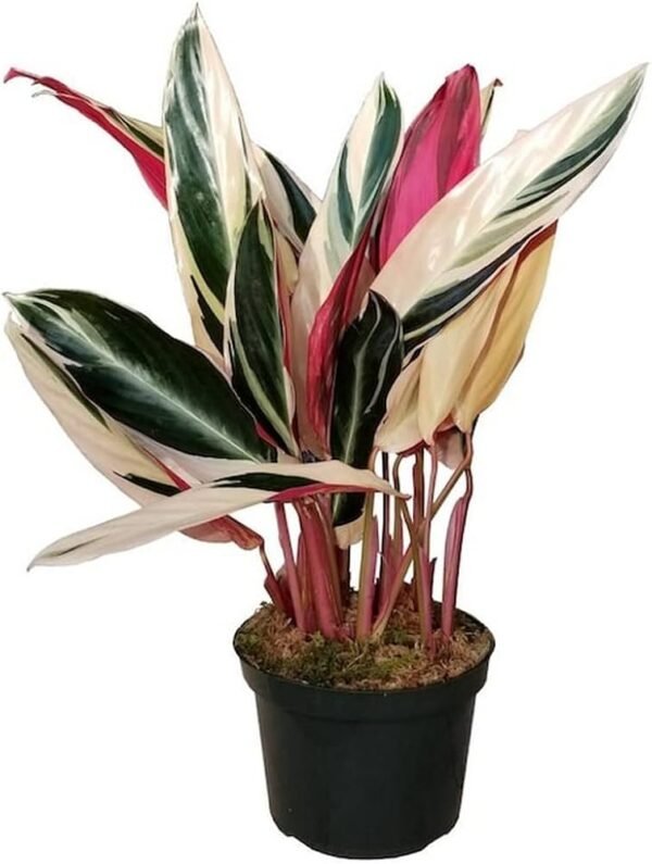 Stromanthe Sanguinea Triostar Indoor Live Plant