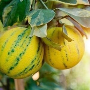 Thai Variegated Malta Fruit Grafted 1-2Foot Longer Healthy Plant