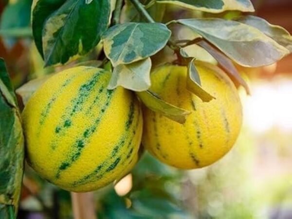 Thai Variegated Malta Fruit Grafted 1-2Foot Longer Healthy Plant