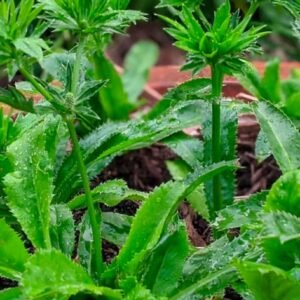 Thai Long Coriander Hybrid Healthy Live Plant - Image 4