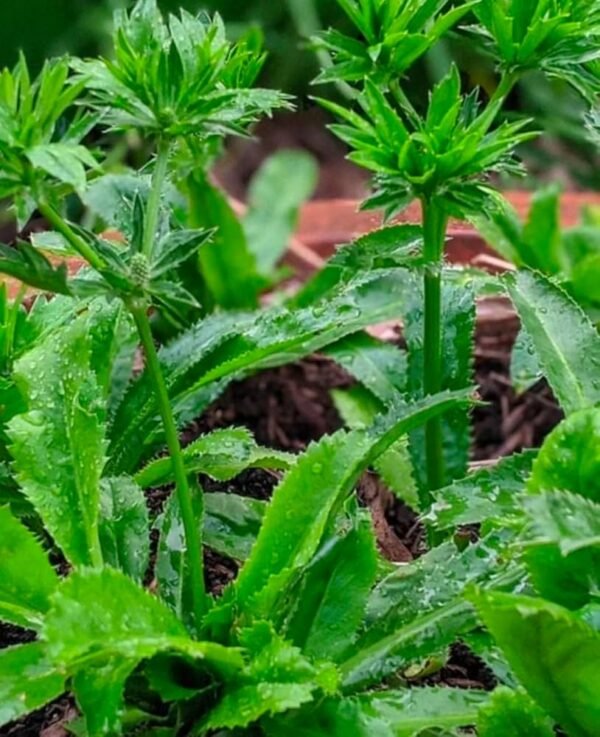 Thai Long Coriander Hybrid Healthy Live Plant