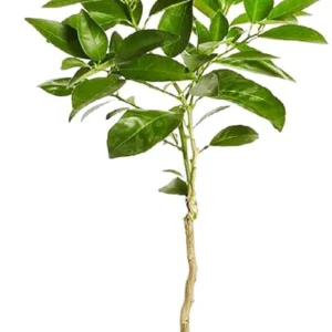 African Yellow Malta Fruit Grafted 1-2Foot Longer Healthy Plant - Image 2