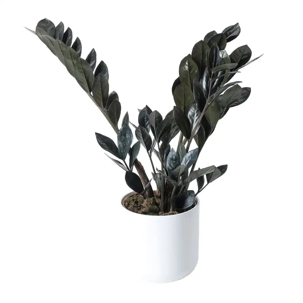 ZZ Dwarf Black Indoor Live Plant - Image 1