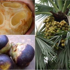 Whole Medium Taad/Ice apple/Tadgola/Palmyra/Nungu Fresh Fruit(2-4Jelly Pods) - Image 3