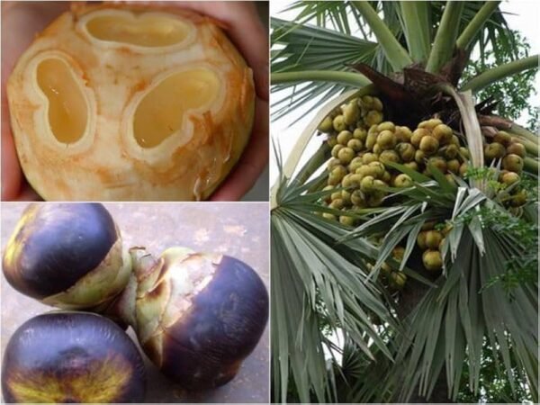 Whole Medium Taad/Ice apple/Tadgola/Palmyra/Nungu Fresh Fruit(2-4Jelly Pods)
