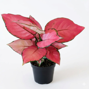 Aglaonema Pink Anjamani Healthy Live Plant