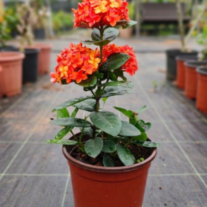 Rugmini/Thechi/Vedchi/Bakali/Puttapala chettu/Kepula/Ixora Dwarf Healthy Live Plant - Image 6
