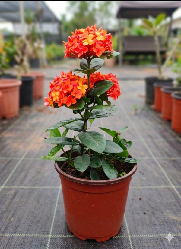 Rugmini/Thechi/Vedchi/Bakali/Puttapala chettu/Kepula/Ixora Dwarf Healthy Live Plant