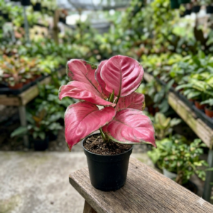 Aglaonema Pink Anjamani Healthy Live Plant - Image 2