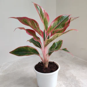 Aglaonema Red Lipstick Healthy Live Plant - Image 2