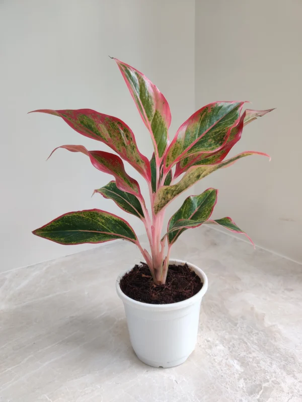 Aglaonema Red Lipstick Healthy Live Plant