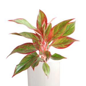 Aglaonema Red Lipstick Healthy Live Plant