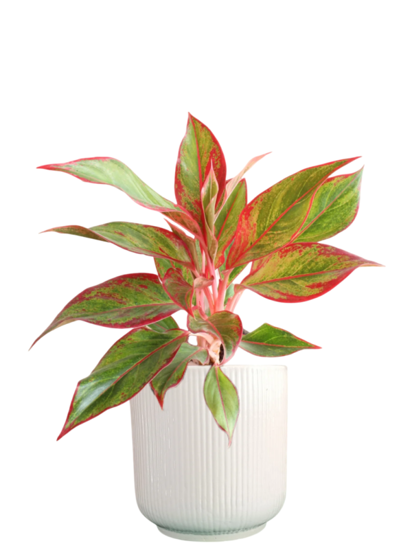 Aglaonema Red Lipstick Healthy Live Plant