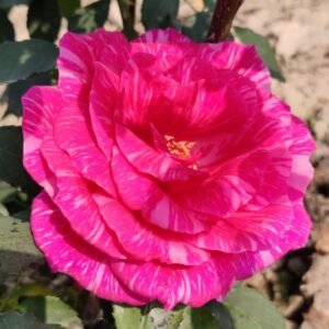 Calcutta 300 Id Rose Healthy Grafted Live Plant