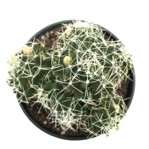 Mammillaria decipiens (Bird's Nest Cactus) Healthy Plant