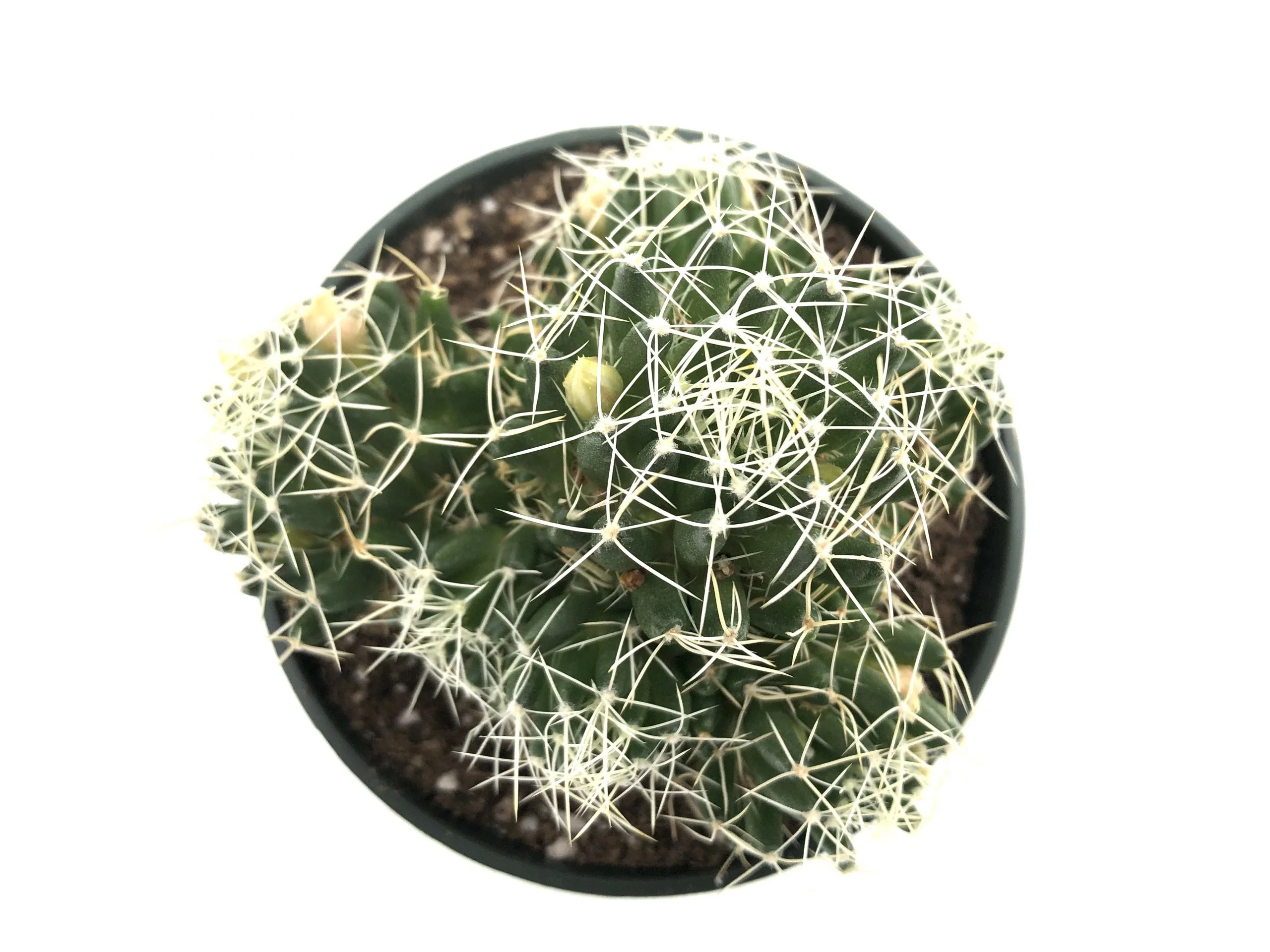 Mammillaria decipiens (Bird's Nest Cactus) Healthy Plant - Image 1