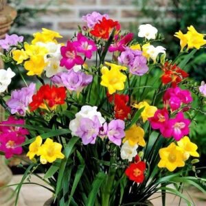 Freesia Mixed Color Flower Bulbs