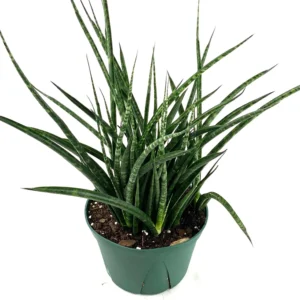 Sansevieria Fernwood – Compact Air Purifying Snake Plant