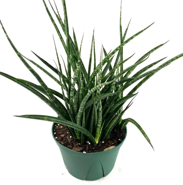 Sansevieria Fernwood – Compact Air Purifying Snake Plant