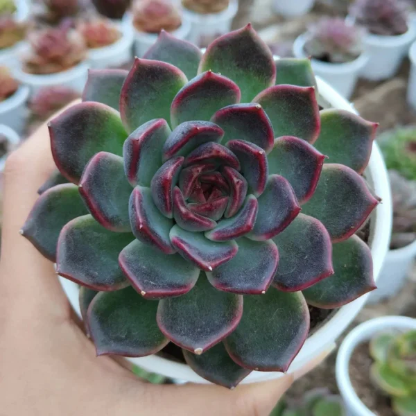 Echeveria Purple Delight Succulent Plant