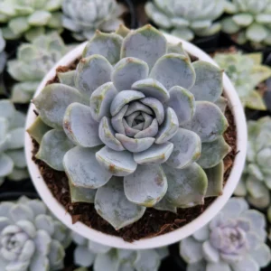 Echeveria Elegance Powdery Succulent Plant