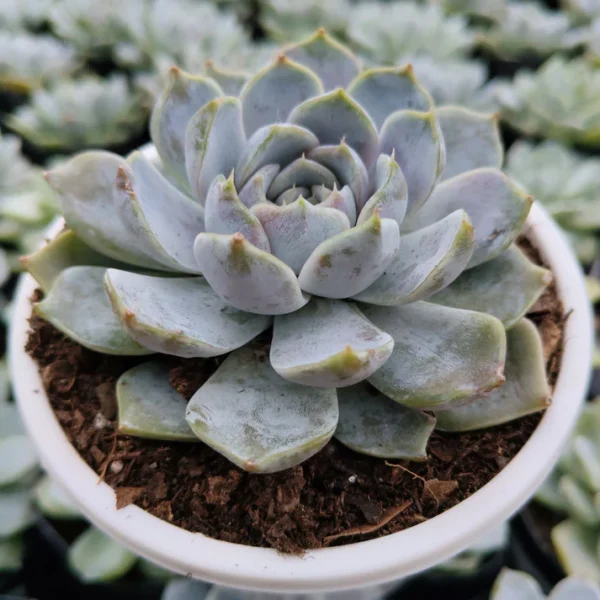 Echeveria Elegance Powdery Succulent Plant