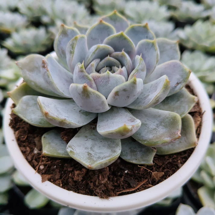 Echeveria Elegance Powdery Succulent Plant - Image 2