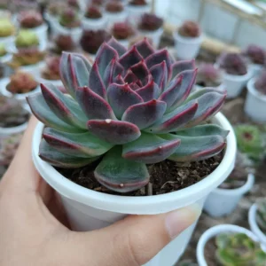 Echeveria Purple Delight Succulent Plant - Image 2