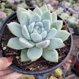 Echeveria Alba Beauty Succulent Healthy Plant