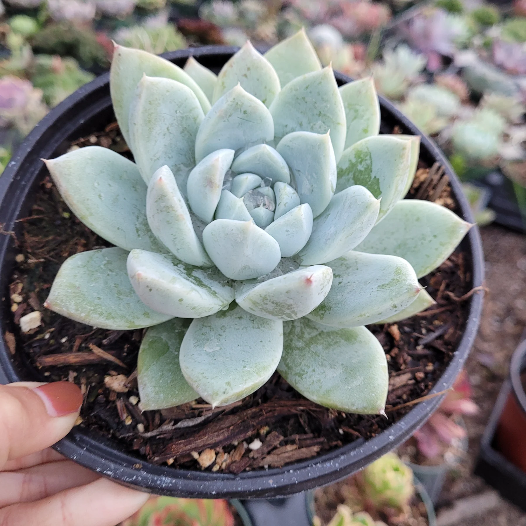 Echeveria Alba Beauty Succulent Healthy Plant - Image 1